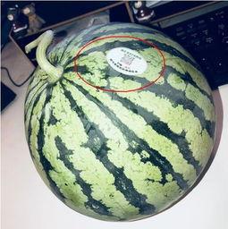 吃瓜网红 图片大全