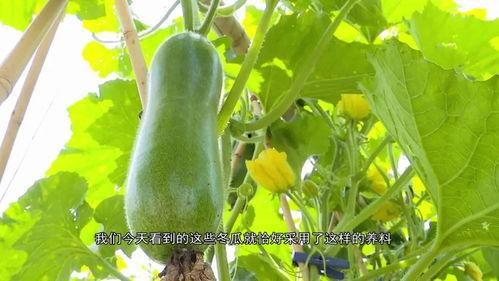 广东健身网红吃瓜,揭秘健身圈幕后故事